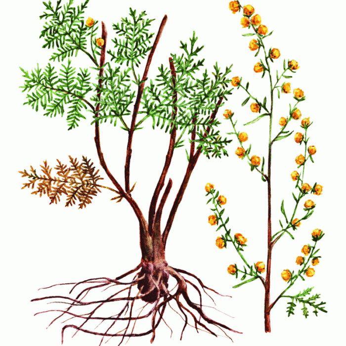 Рис. 8. Полынь сантолинолистная – Artemisia santolinifolia Turcz. ex Bess. Рис. С.А. Малышева (Красная Книга…, 2017)