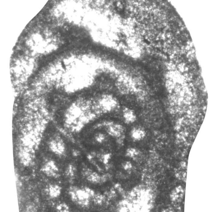 Рис. 6. Фораминифера Varistaffella ziganica (Sinitsyna, 1975), осевое сечение раковины. Башкирский ярус, средний отдел каменноугольной системы. Фото Е. Кулагиной.